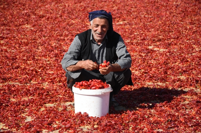 Tarladan sofraya pul biberin renk ve emek yüklü yolculuğu